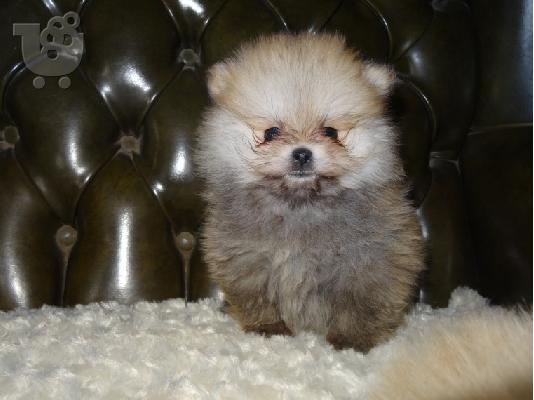 3 Χαριτωμένα Pomeranian κουτάβια να δώσει μακριά αμέσως....